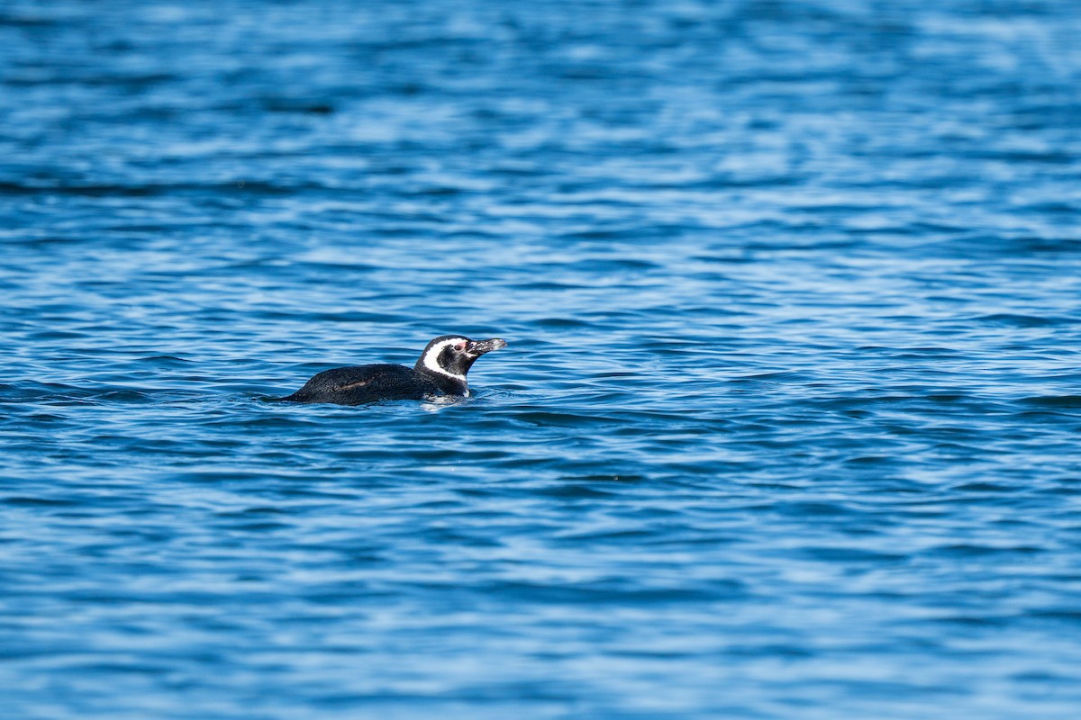 Magellanic Penguin - ML645516400