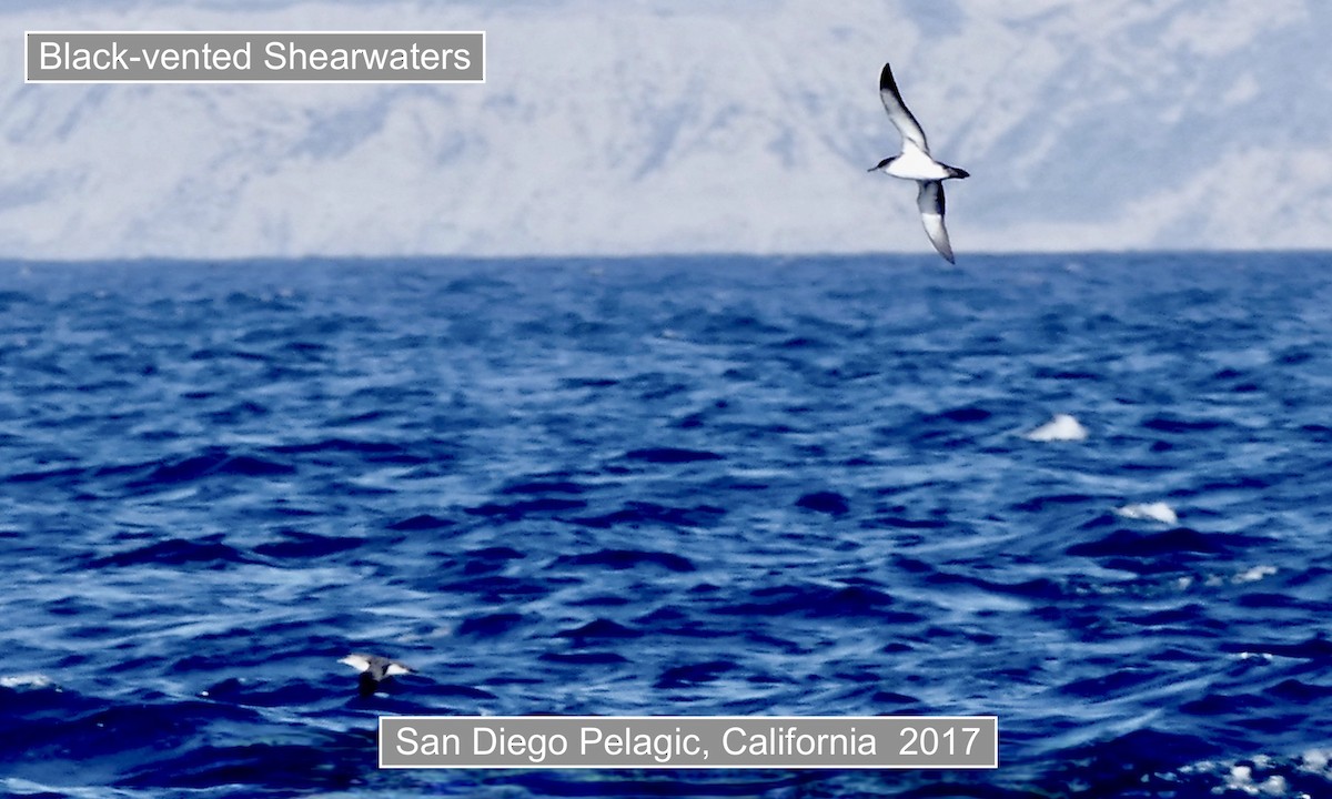 Kaliforniya Yelkovanı - ML645516402