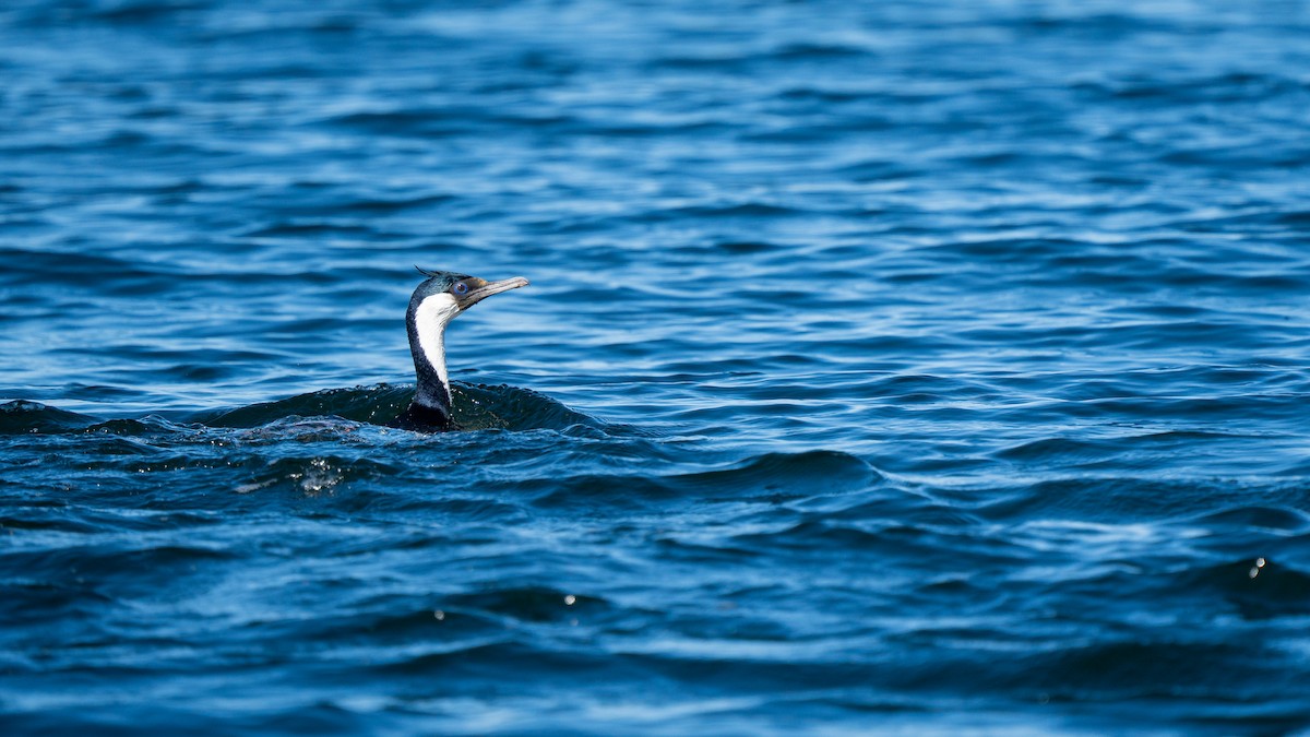 Imperial Cormorant - ML645516405