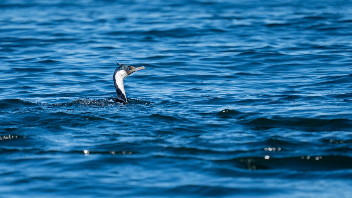 Imperial Cormorant - ML645516406