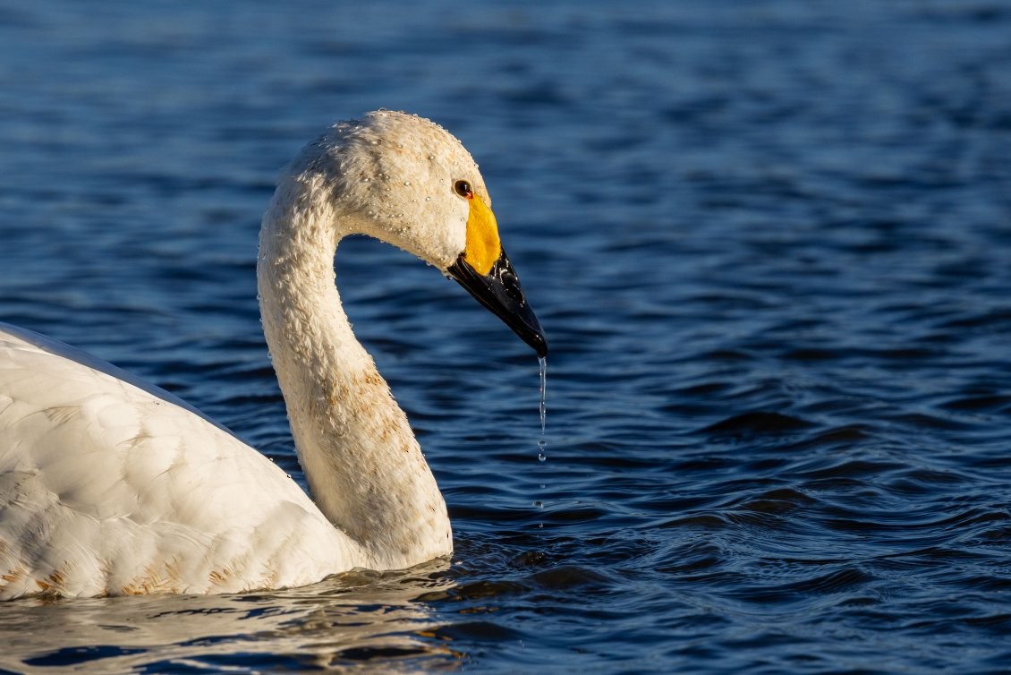 小天鵝 - ML645516413