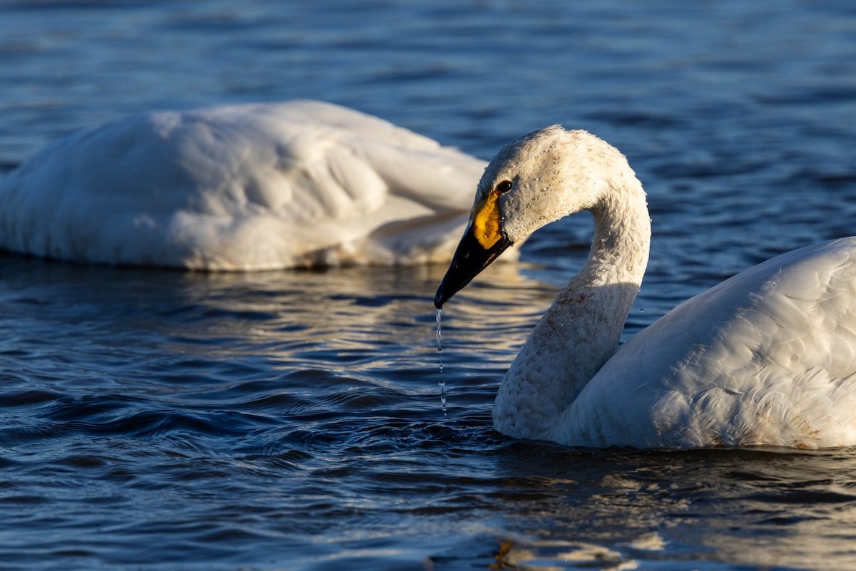 小天鵝 - ML645516414