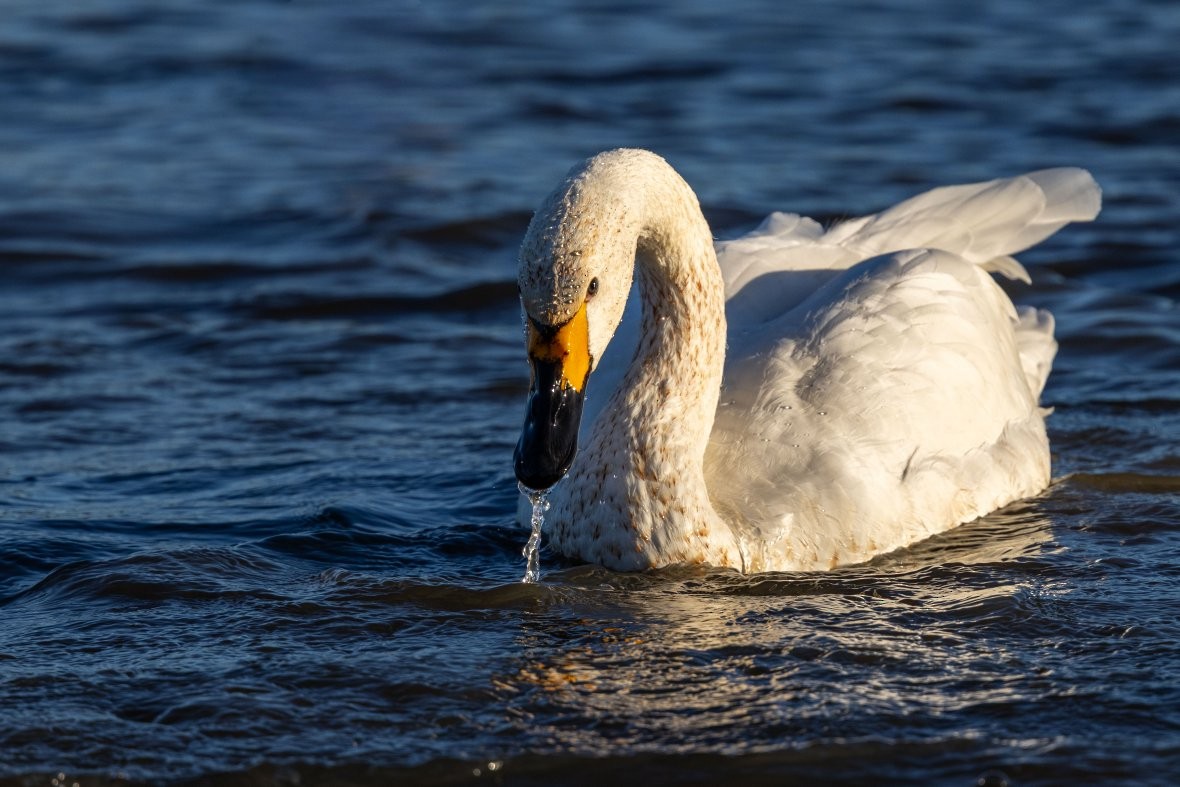 小天鵝 - ML645516415