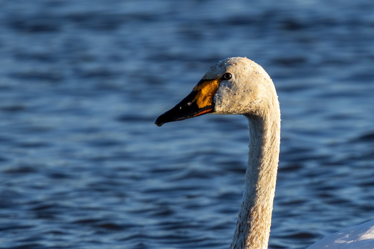 小天鵝 - ML645516416