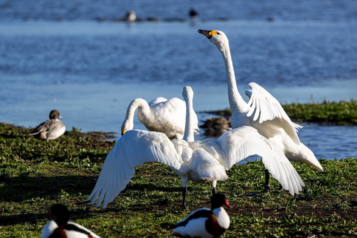 小天鵝 - ML645516417