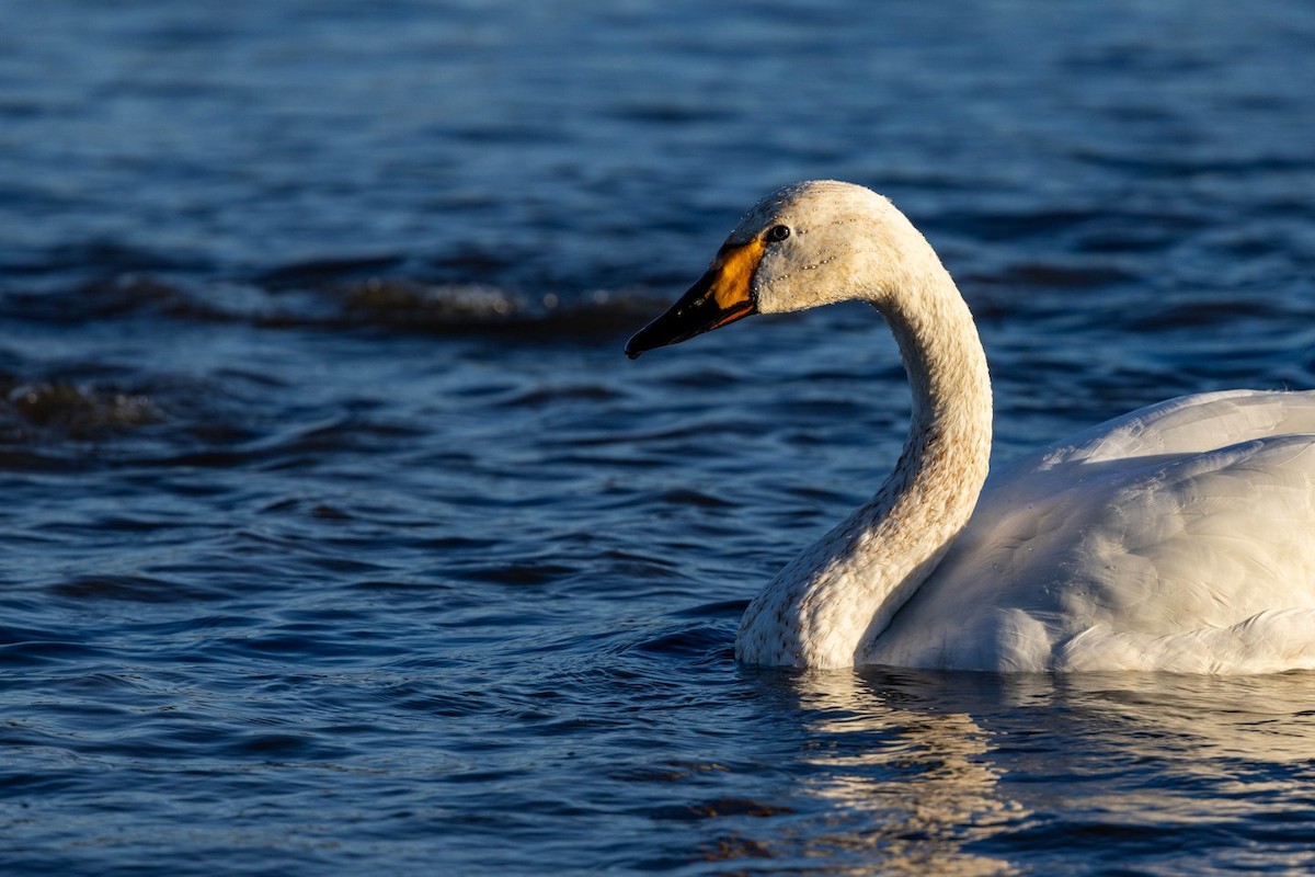 小天鵝 - ML645516418