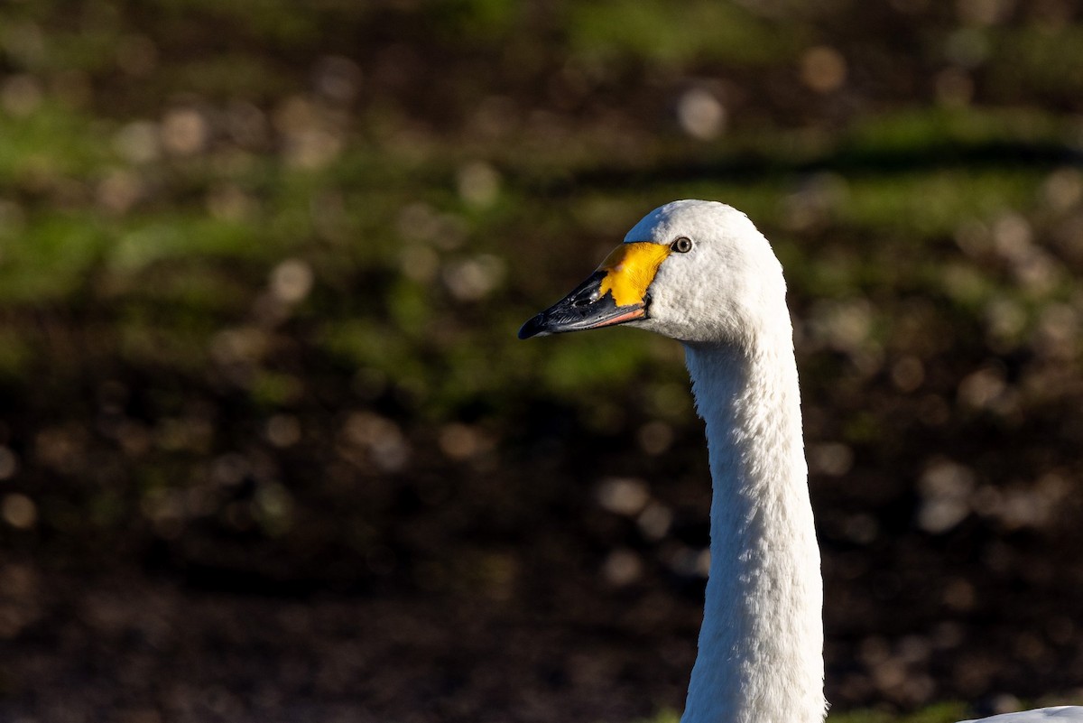 小天鵝 - ML645516419