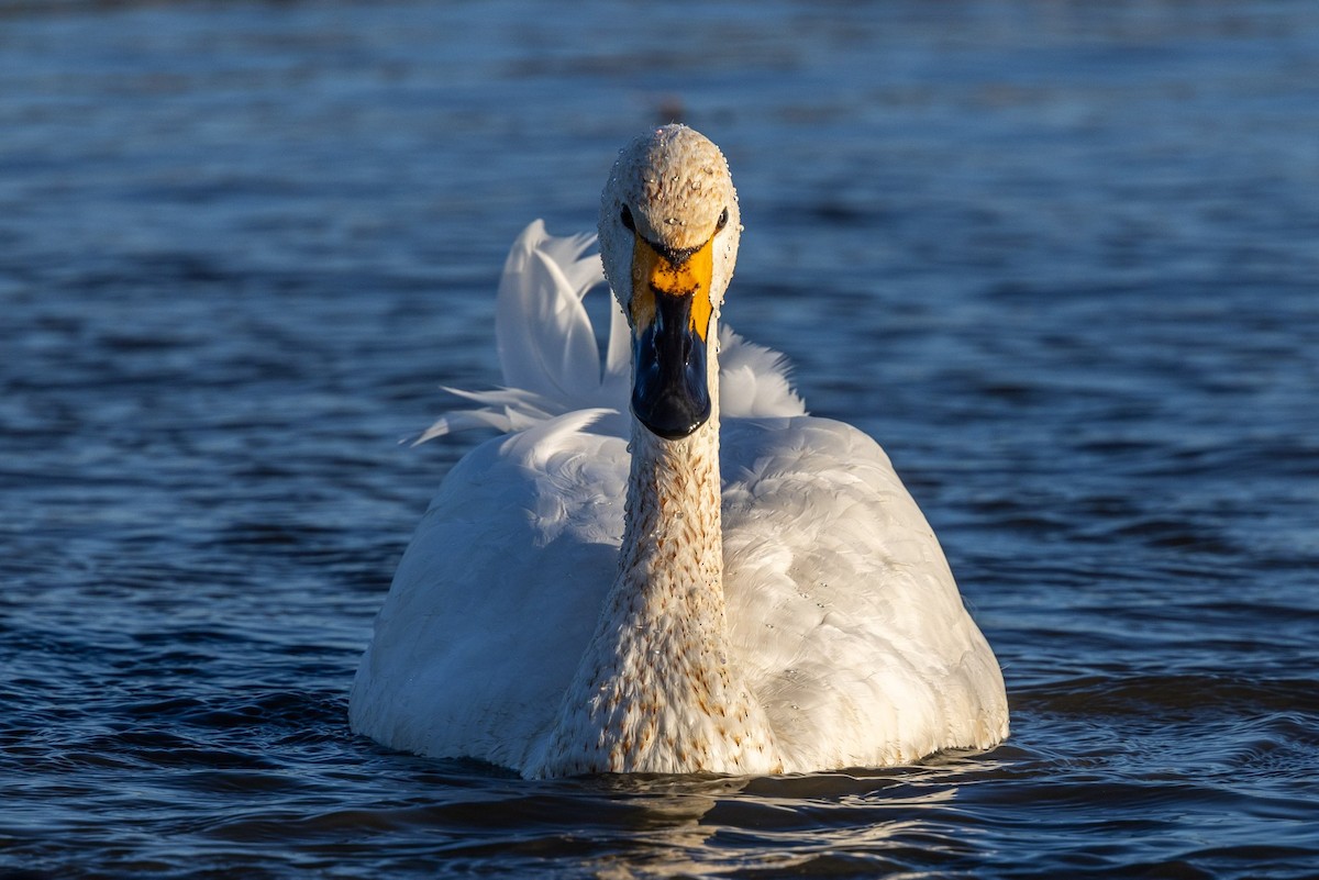 小天鵝 - ML645516420