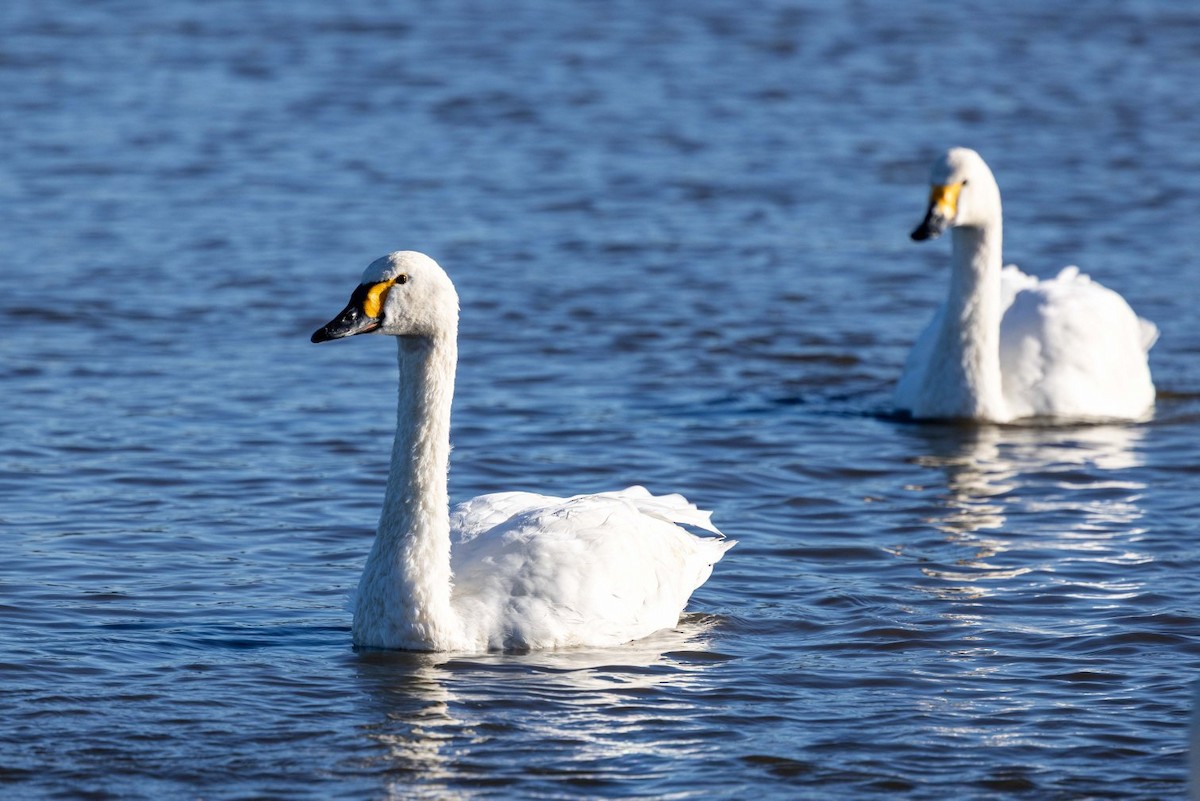 小天鵝 - ML645516421