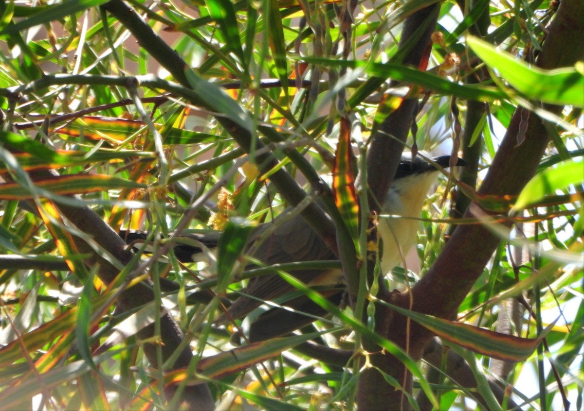 Dark-billed Cuckoo - ML645516425