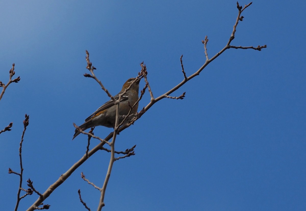 Смеречник тайговий - ML645516426