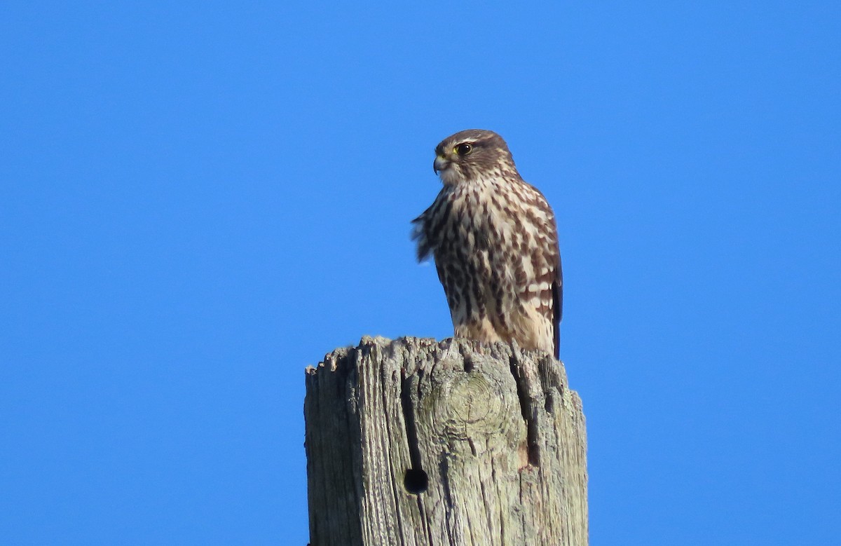 Merlin - ML645516428