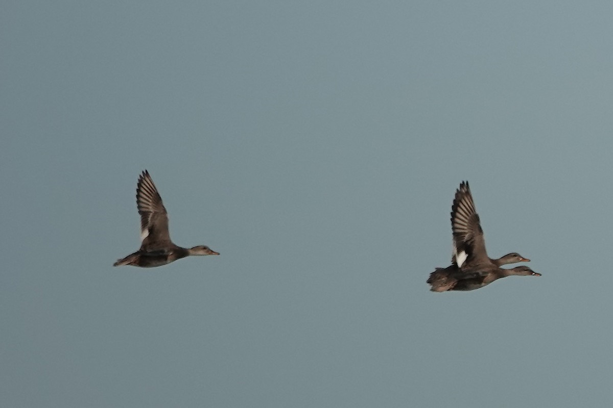 Серая утка - ML645516432