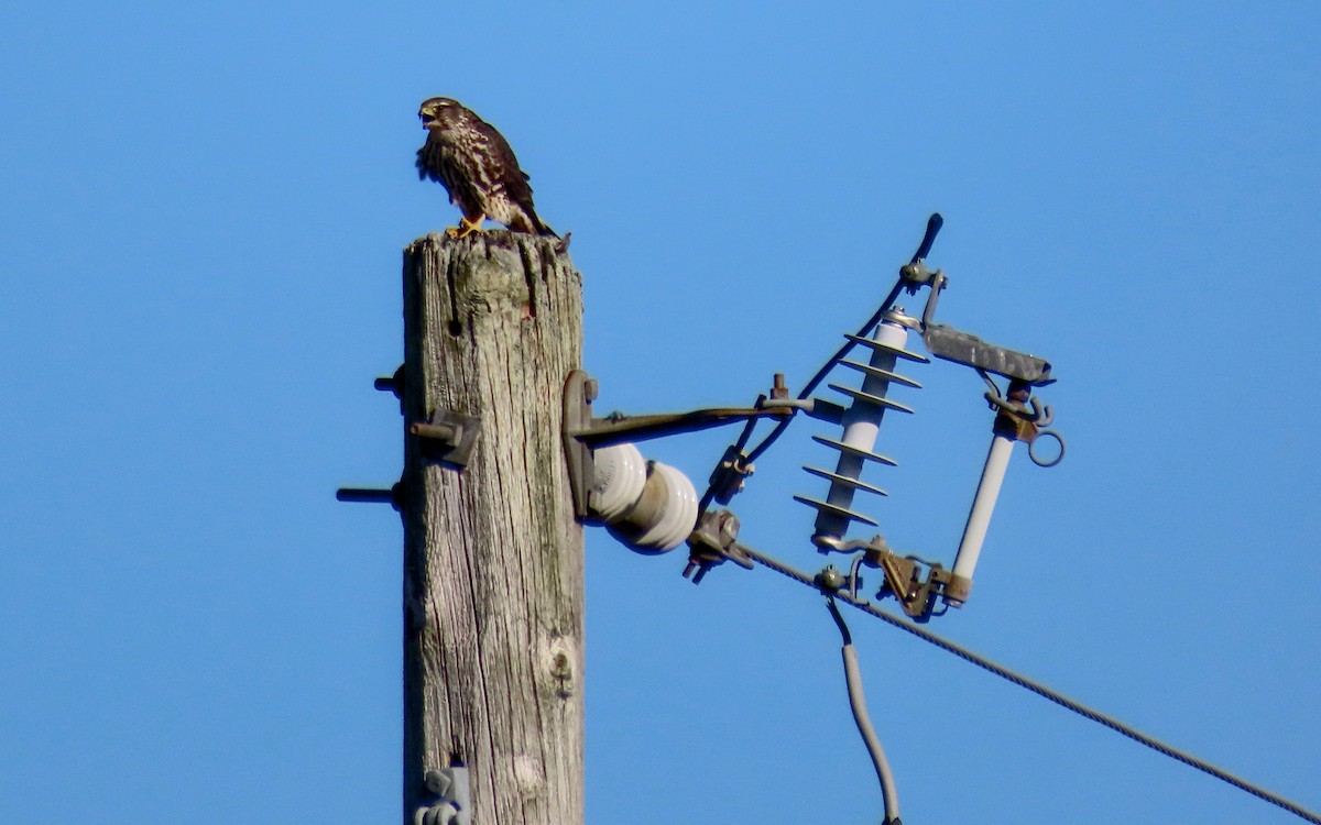 Merlin - ML645516446