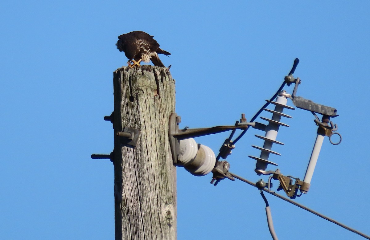 Merlin - ML645516449