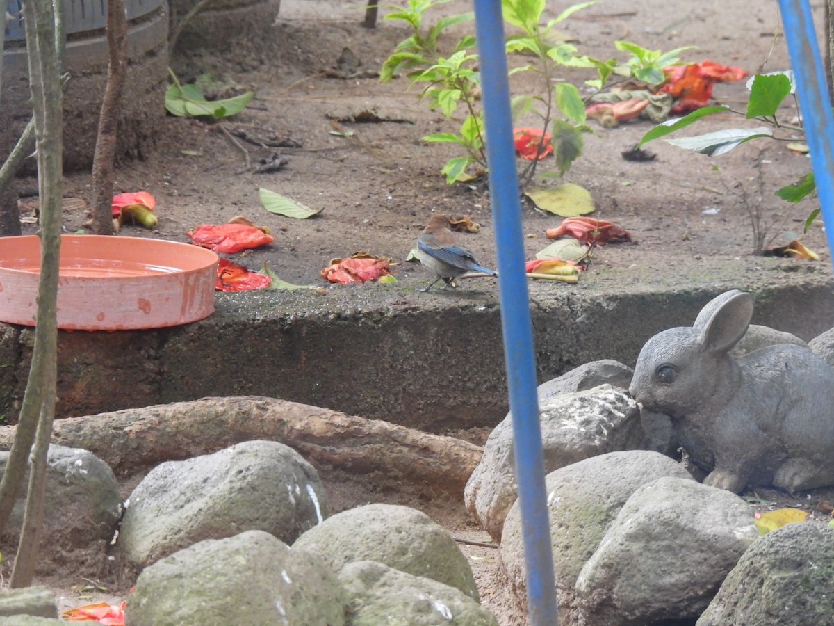 indigospurv - ML645516487