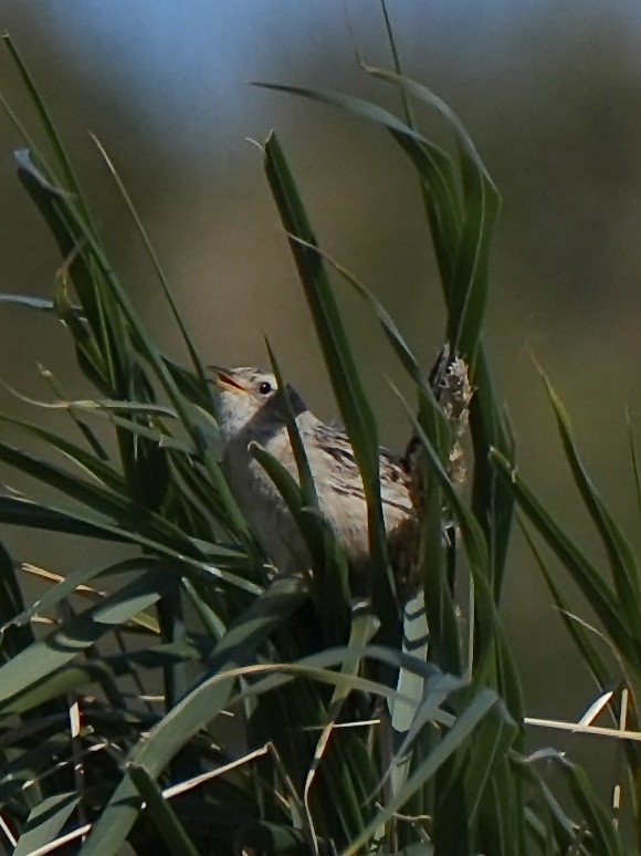 Grass Wren (Austral) - ML645516531