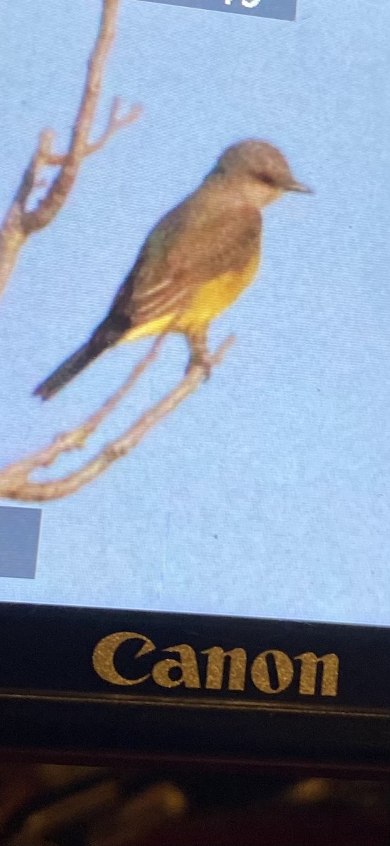 Western Kingbird - ML645516536