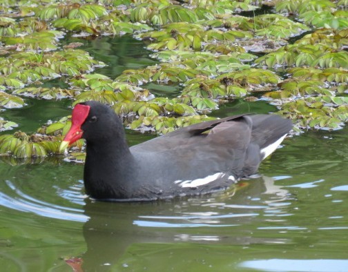 Курочка латиноамериканська - ML645516537