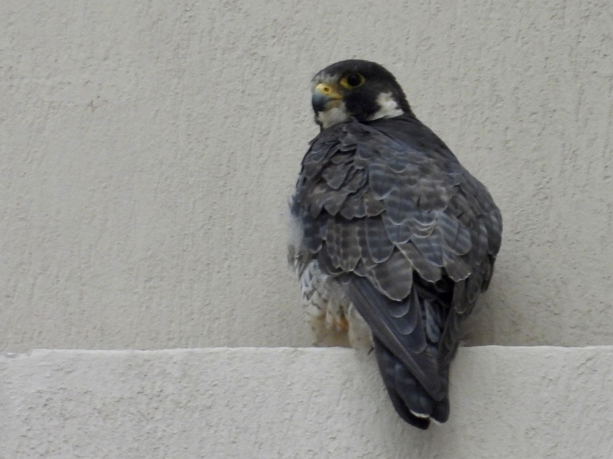 Faucon pèlerin - ML645516542