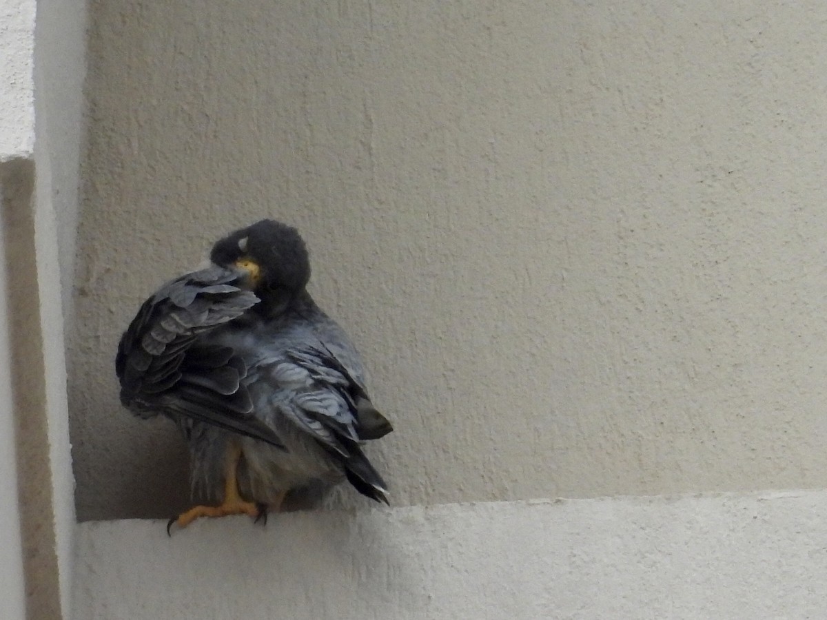 Faucon pèlerin - ML645516543