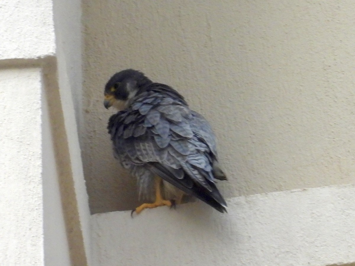 Faucon pèlerin - ML645516544