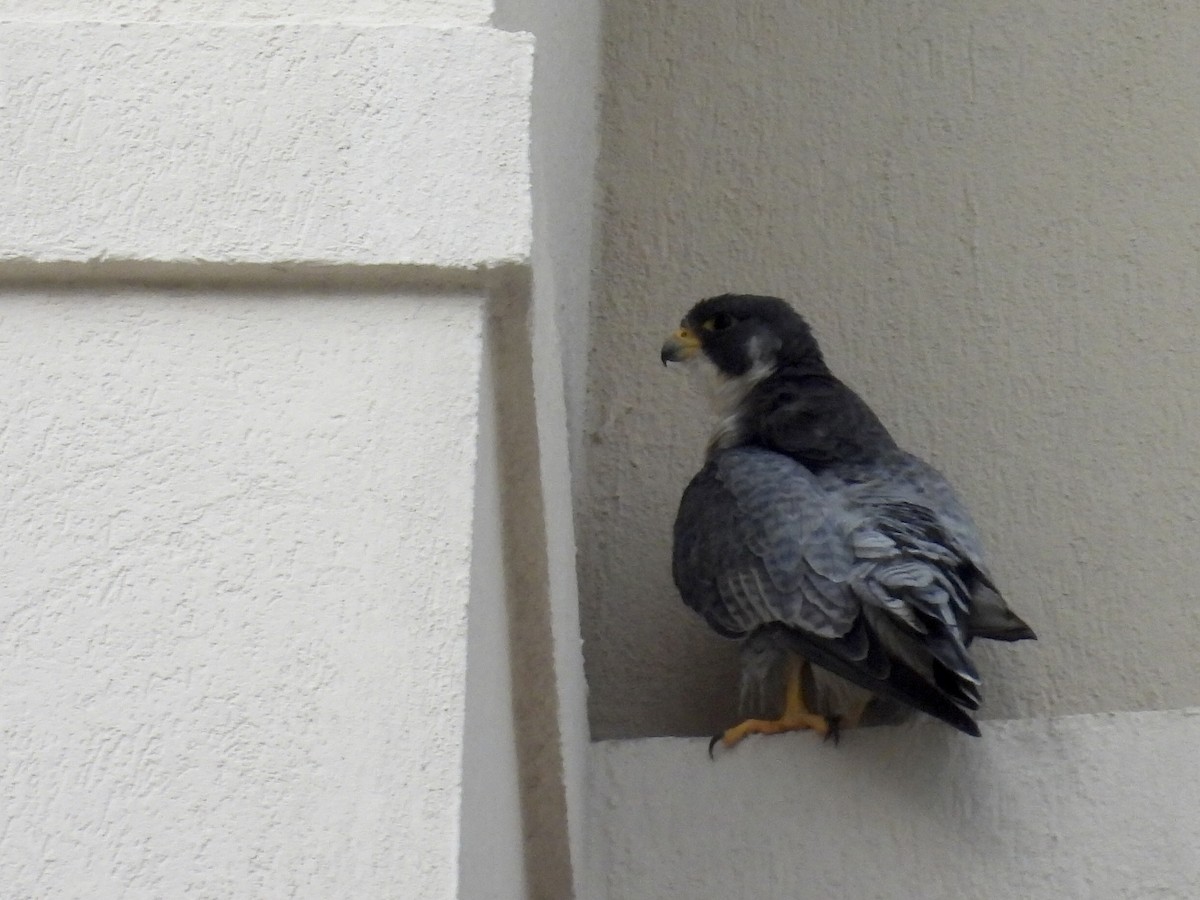 Faucon pèlerin - ML645516545