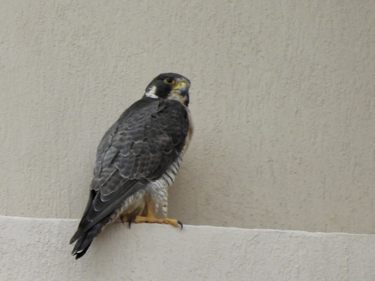 Faucon pèlerin - ML645516546