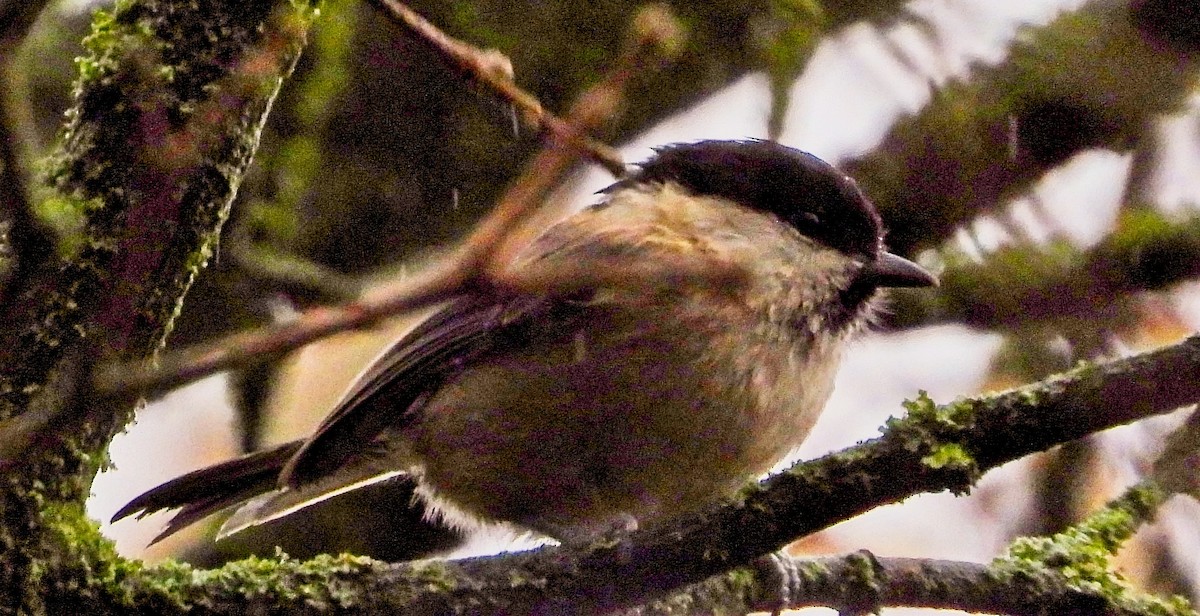 Пухляк - ML645516563