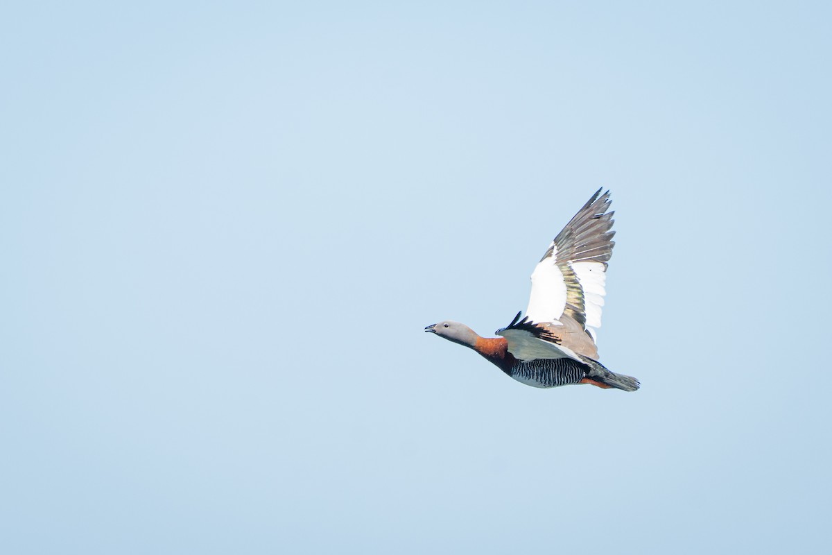 Ashy-headed Goose - ML645516564