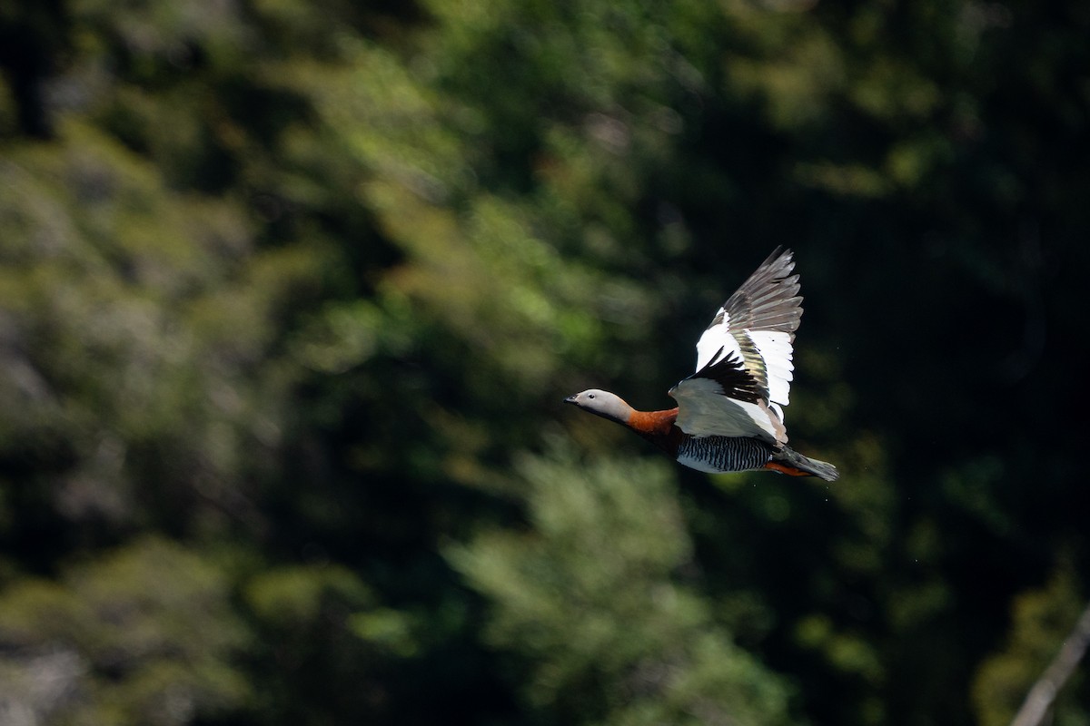 Ashy-headed Goose - ML645516565