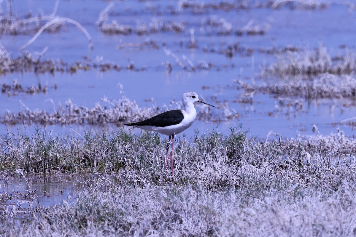 高蹺鴴 - ML645516569