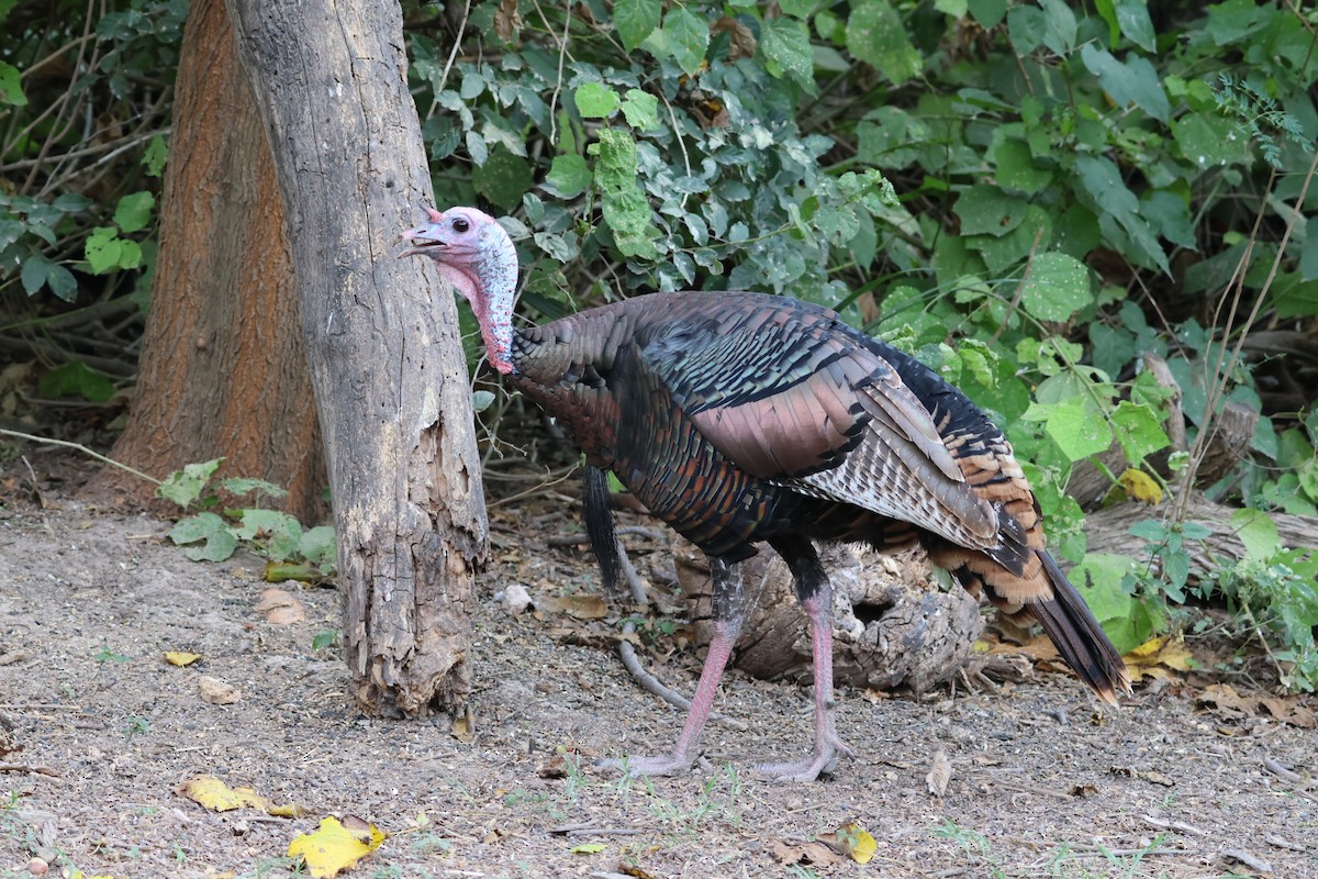 Wild Turkey - ML645516570
