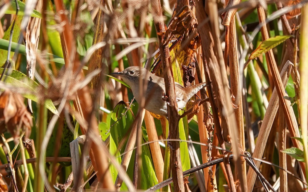 Northern House Wren - ML645516576