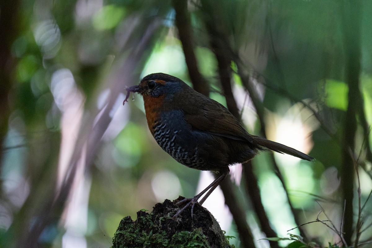 Chucao Tapaculo - ML645516578