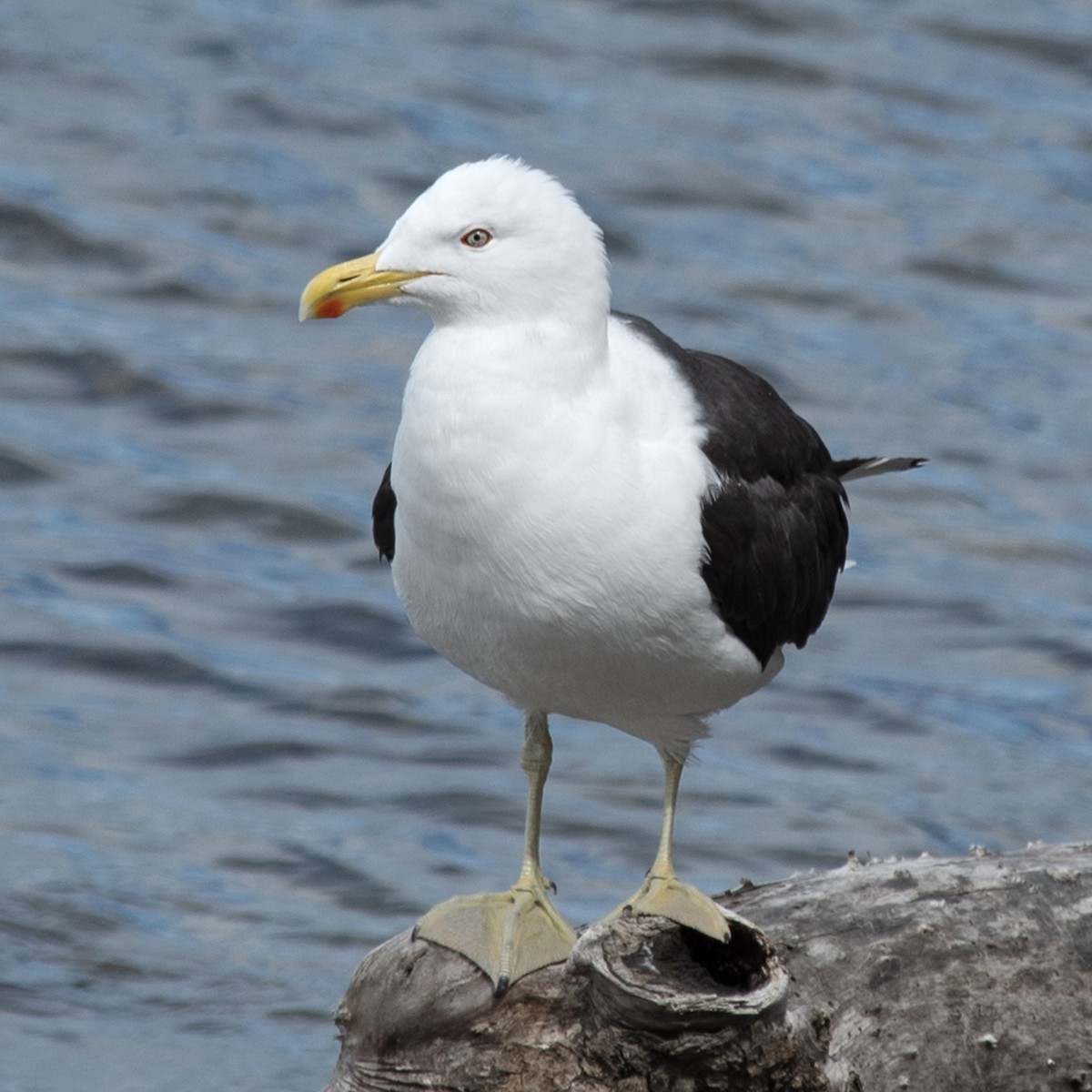 Kelp Gull - ML645516580