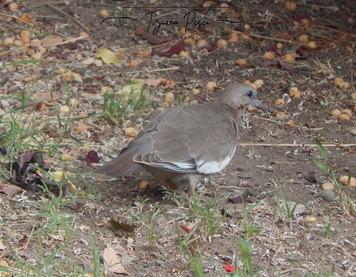 West Peruvian Dove - ML645516583