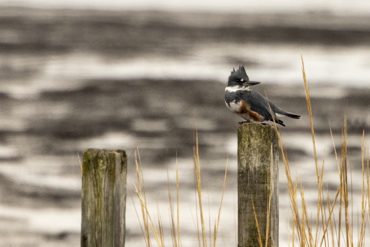 rybařík pruhoprsý - ML645516605