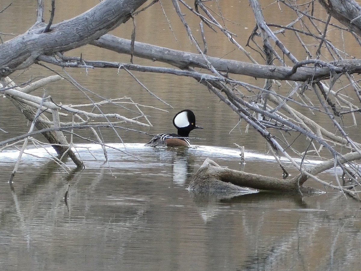Hooded Merganser - ML645516606