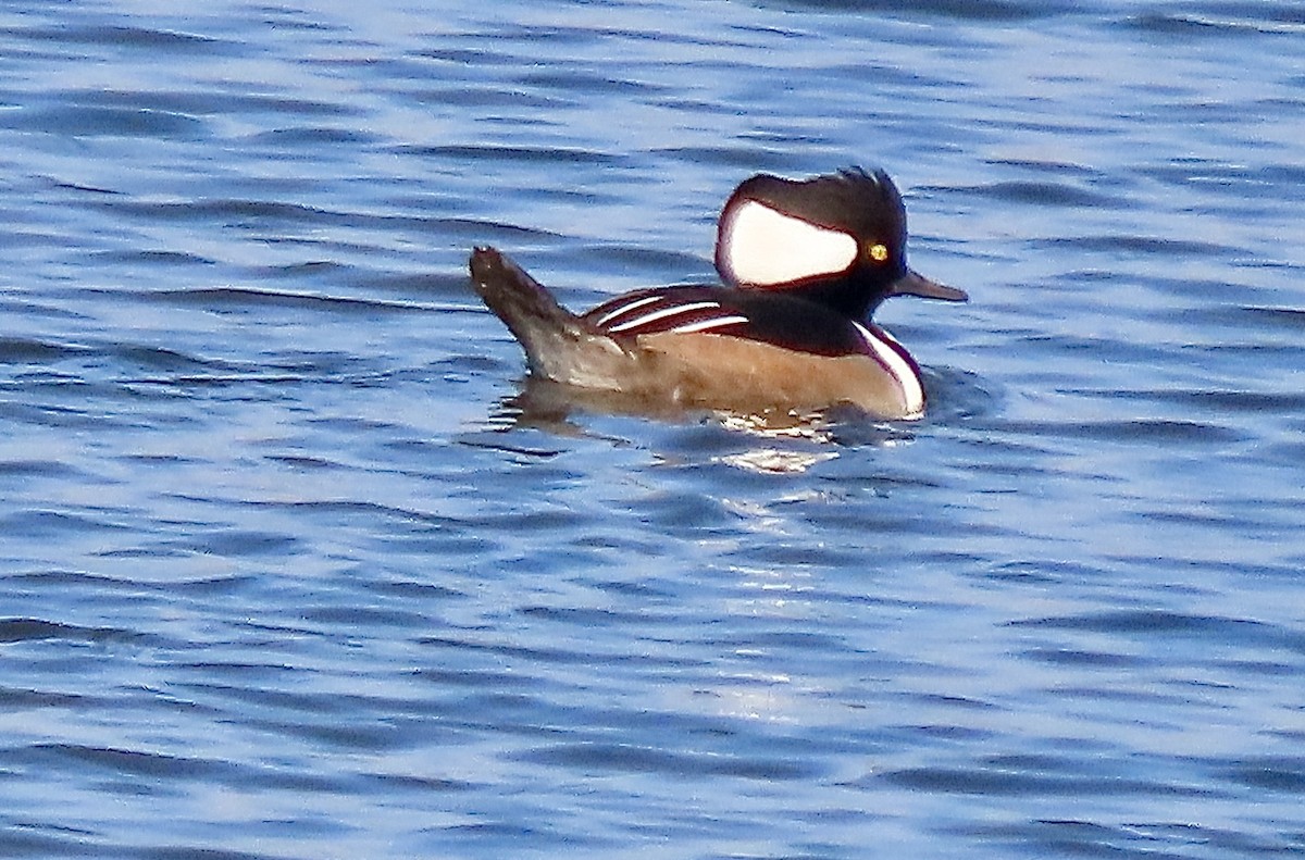 Hooded Merganser - ML645516620