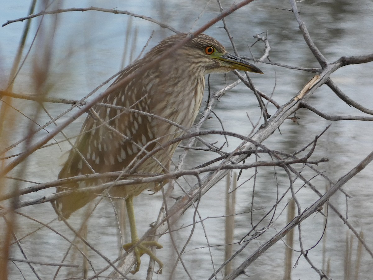 Black-crowned Night Heron - ML645516637