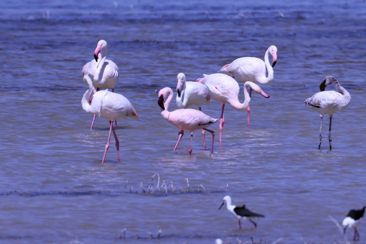 Zwergflamingo - ML645516642