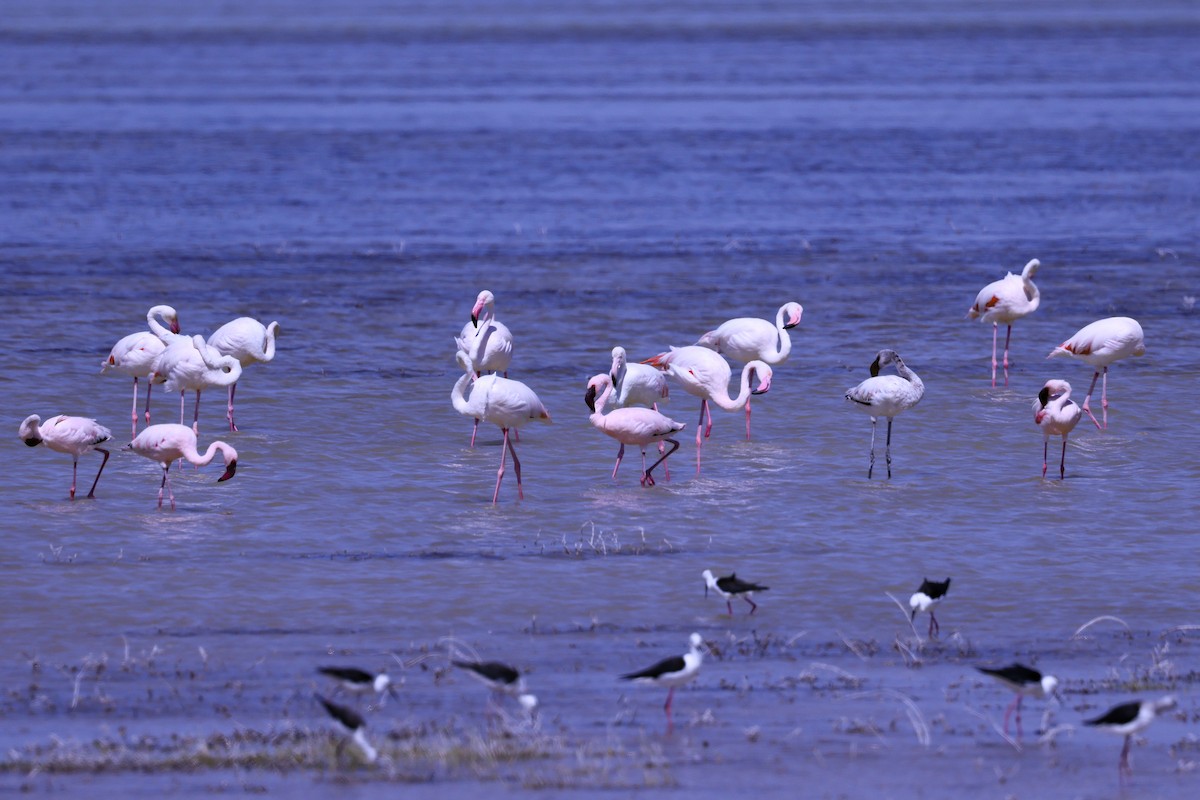 Zwergflamingo - ML645516643