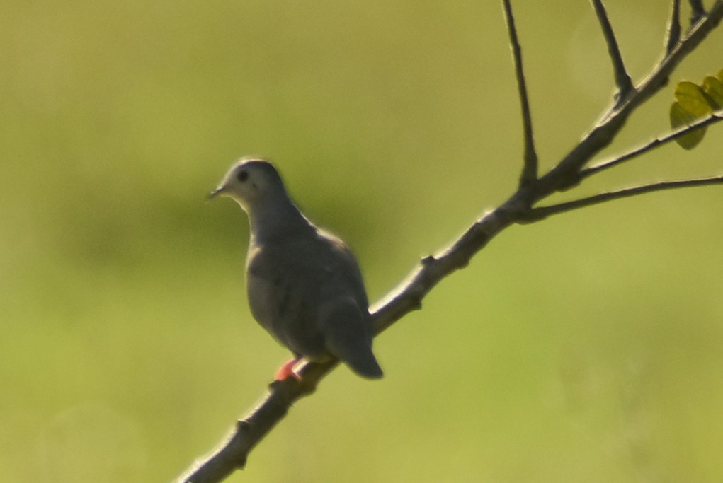 フナシスズメバト - ML645516644