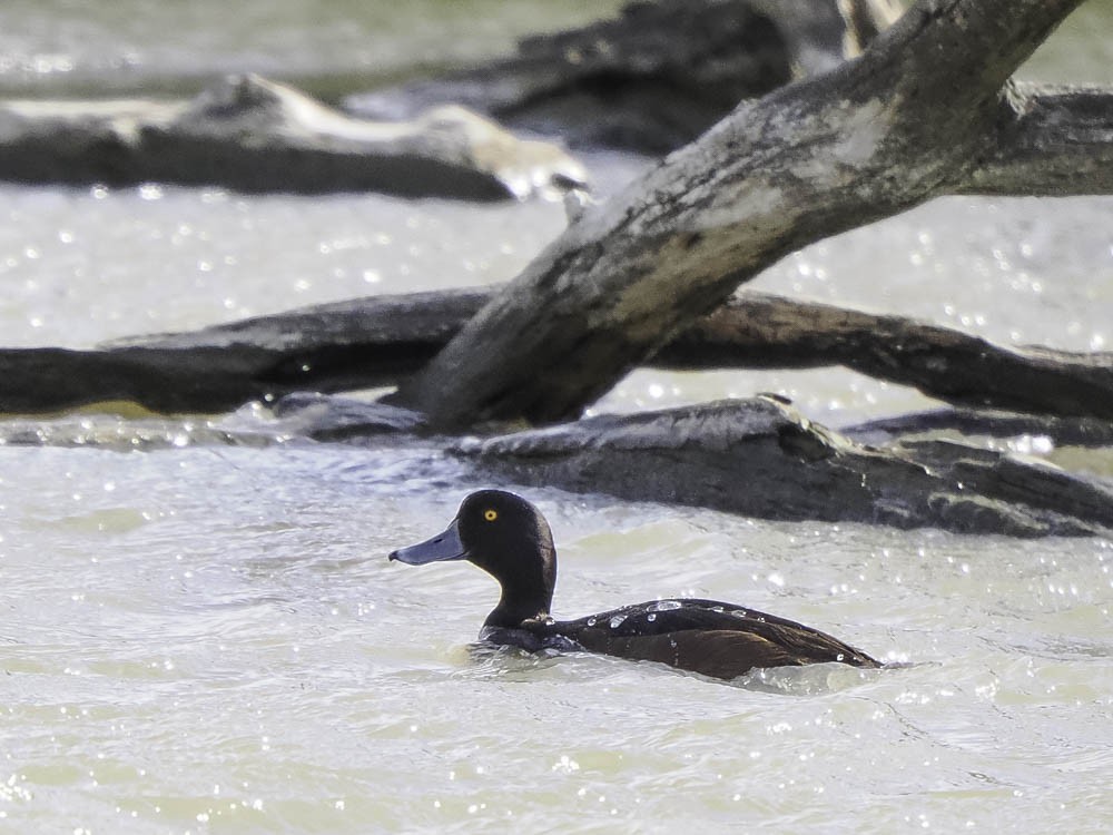 New Zealand Scaup - ML645516649