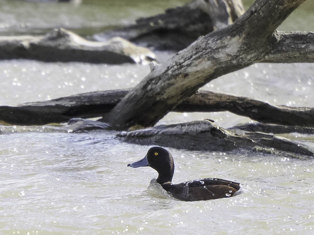New Zealand Scaup - ML645516650