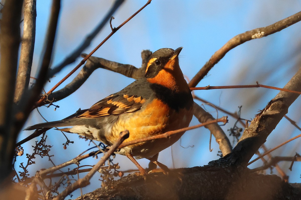 Halsbanddrossel - ML645516653