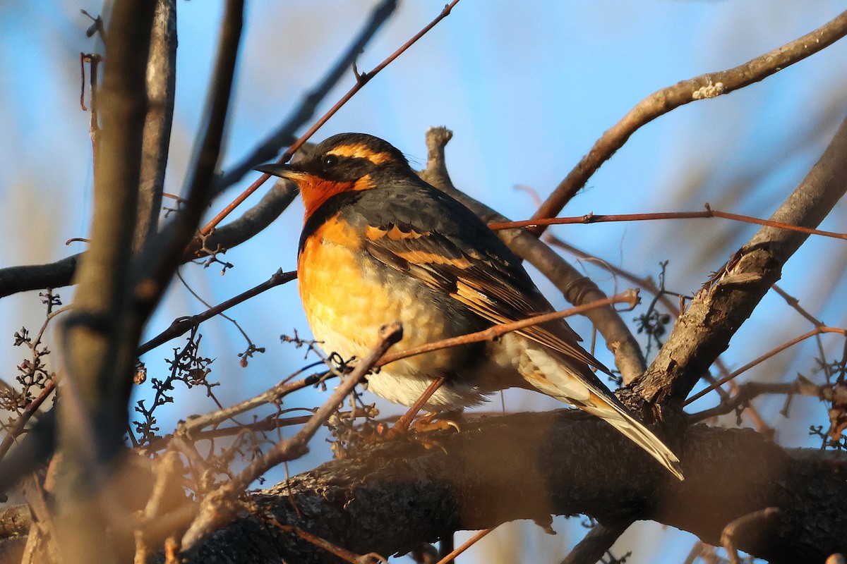 Halsbanddrossel - ML645516654