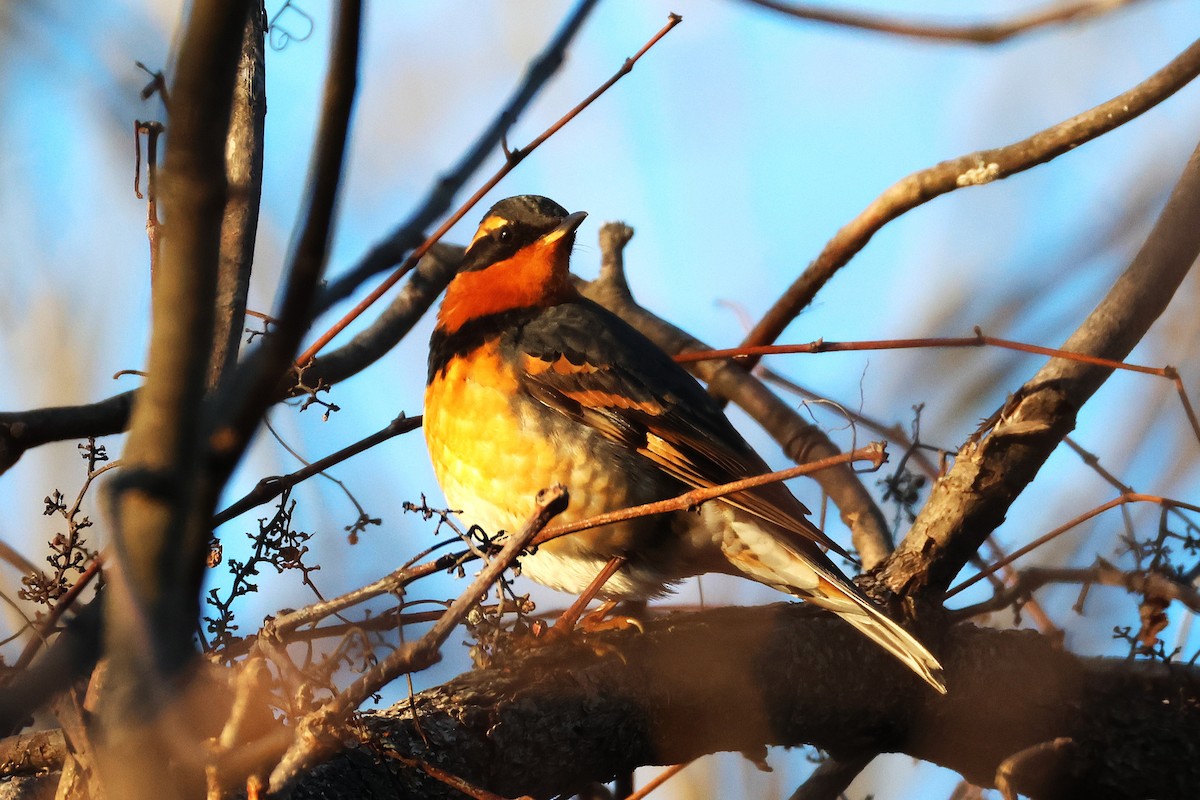 Halsbanddrossel - ML645516656