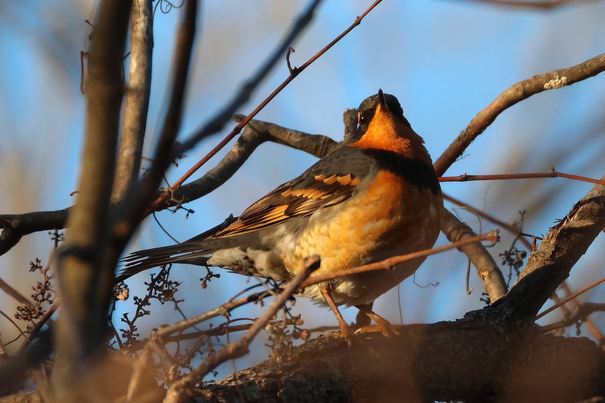 Halsbanddrossel - ML645516657